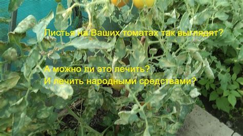 Листья у томатов желтеют и сохнут? Что за болезнь? Отчего? Как вылечить ...