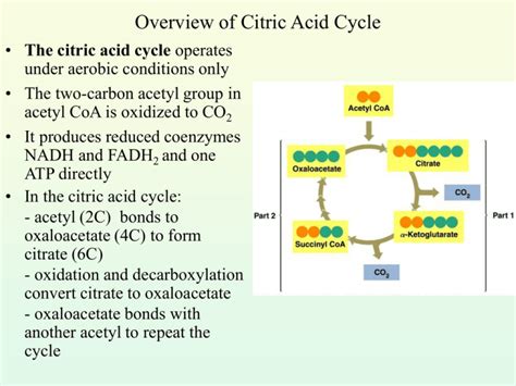 Overview Of Citric Acid Cycle