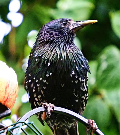 Starling Olwyn McEwen Flickr