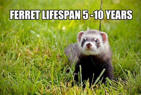 Ferret Life Span 5 9 Years Ferret Advice