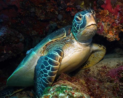 How Are Ocean Animals Impacted by Plastics? - Ocean Conservancy