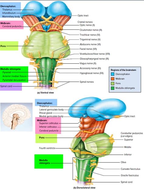 Brainstem Definition Anatomy Parts Function Kenhub