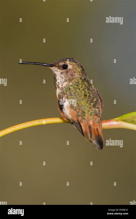 Allen S Hummingbird Selasphorus Sasin Adult Female Stock Photo Alamy