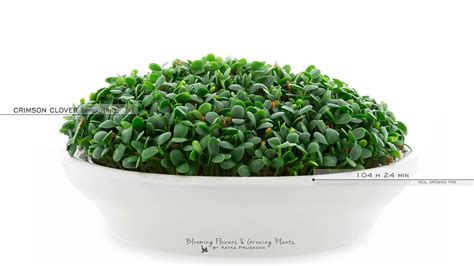 Crimson Clover Sprouts Growing Timelapse Microgreens Trifolium