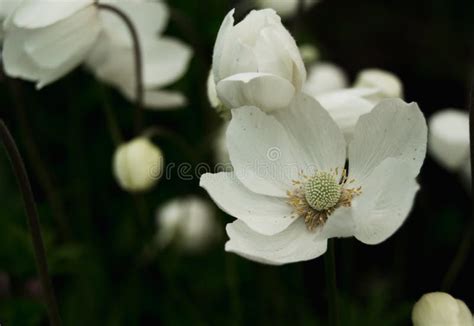 White anemones in garden stock photo. Image of forest - 119016768