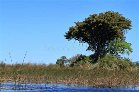 Paisaje En El Delta De Okavango En Botswana Foto De Archivo Imagen De