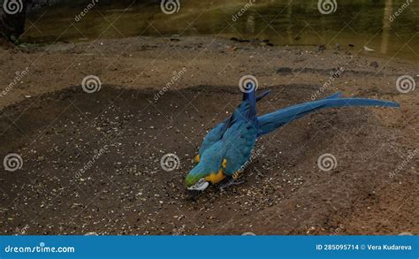 A Beautiful Bright Blue Yellow Parrot Ara Ararauna Is Feeding Stock