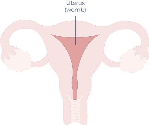 Uterine Cancer Signs And Symptoms Treatment