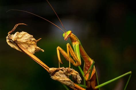 Do Praying Mantis Bite? - 5 Best Facts About Praying Mantis