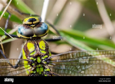 The Southern Hawker Or Blue Hawker Aeshna Cyanea Is A Species Of