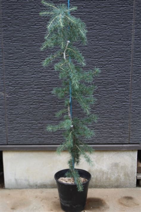 Cedrus Deodara Pendula