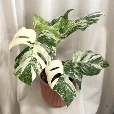 Monstera Deliciosa Albo Variegata Halfmoon A Cel Biele Listy