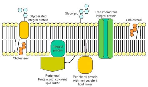 Integral Protein
