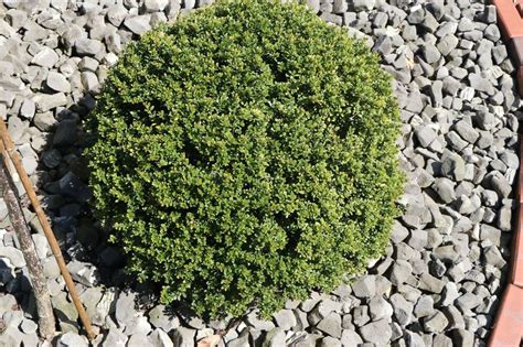 Berg Ilex Glorie Dwarf S Ilex Crenata Glorie Dwarf S