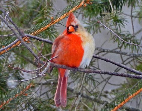 Rare Half Male, Half Female Cardinal Spotted in Pennsylvania - Birds and Blooms