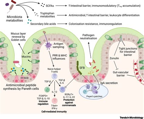 The Microbiome In Hla B27 Associated Disease Implications For Acute