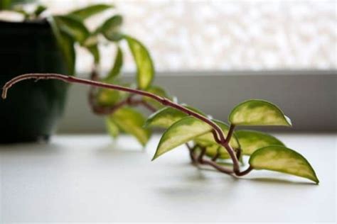 Hoya Leaves Turning Yellow Reasons And Remedies