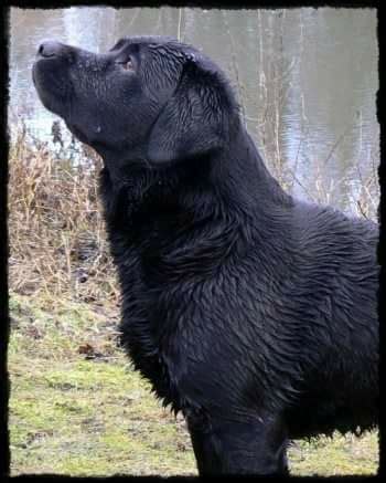 Chien Elevage De Chantemelse Eleveur De Chiens Labrador Retriever