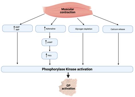 Regulation Of Energy Substrate Metabolism In Endurance Exercise