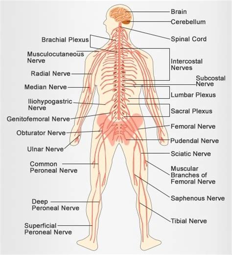 Human Nervous System Diagram Human Body Nervous System Nervous