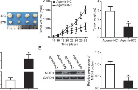 Mir 876 Upregulation Inhibits Breast Cancer Cell Derived Tumor Growth