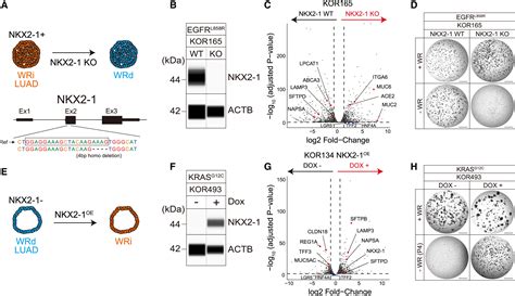 Genotype Phenotype Mapping Of A Patient Derived Lung Cancer Organoid