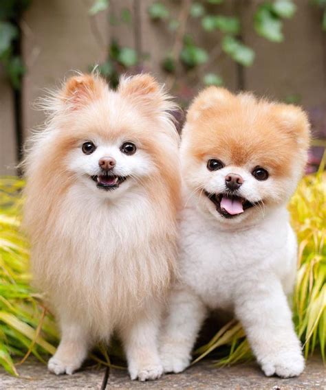 The Cutest Puppies On Instagram Artofit