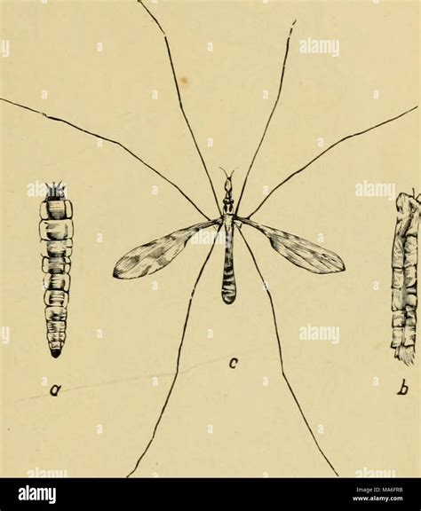 Crane fly pupa hi-res stock photography and images - Alamy