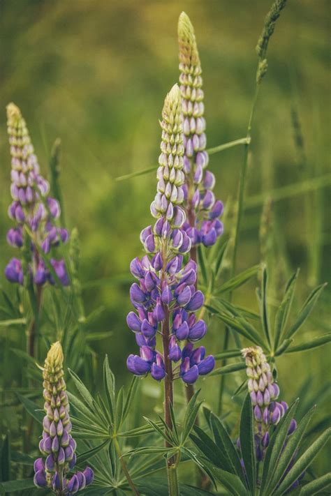 5 Of The First Montana Wildflowers Earth Within Flowers