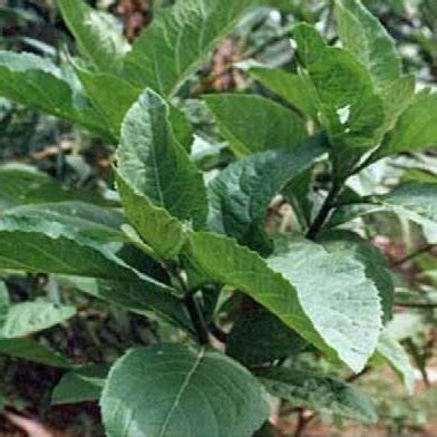 A Close Up Of A Plant With Green Leaves