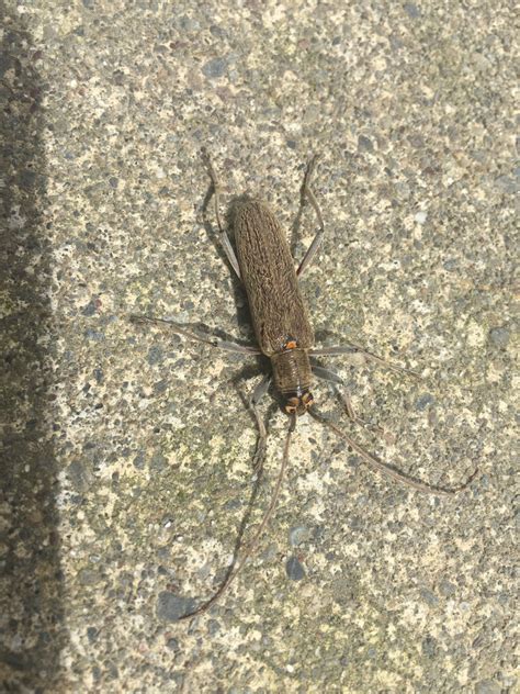 Lemon Tree Borer In November 2021 By Siobhan Barnard · Inaturalist