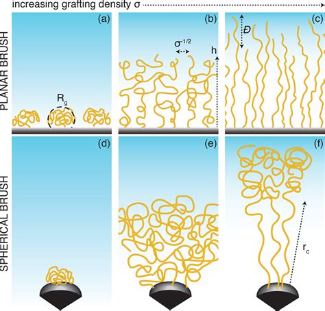 Shaping The Structure And Response Of Surface Grafted Polymer Brushes