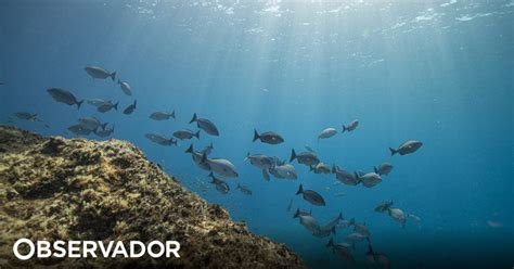 Funda O Oceano Azul Apresenta Propostas Para Salvar Oceano Observador