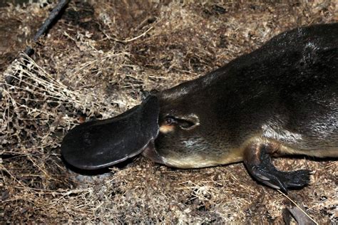 Platypus populations under threat with localised extinction occurring ...