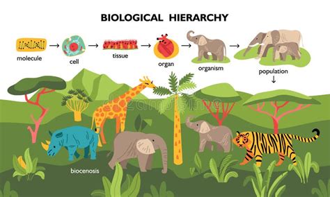 Biology Hierarchy Stock Illustrations 112 Biology Hierarchy Stock