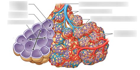 Alveolus Diagram Quizlet