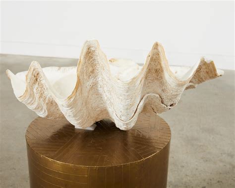 Natural South Pacific Giant Clam Shell Specimen For Sale At 1stdibs