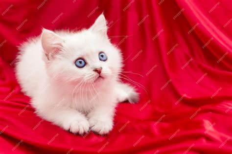 White Baby Kittens With Blue Eyes