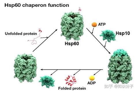 “诺奖值得”系列：蛋白质折叠的分子伴侣诞生记 知乎