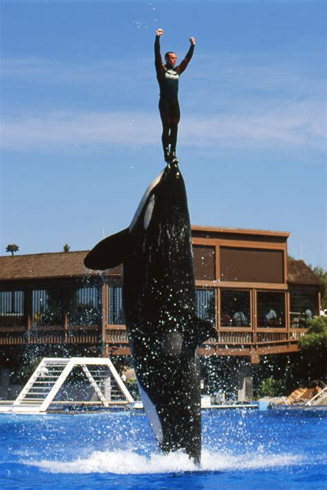 I trained killer whales at SeaWorld for 12 years. Here’s why I quit. - Vox