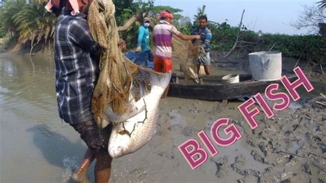 Big Fish Catching Using Hand Net Big Katol Fish Hunting Fishing