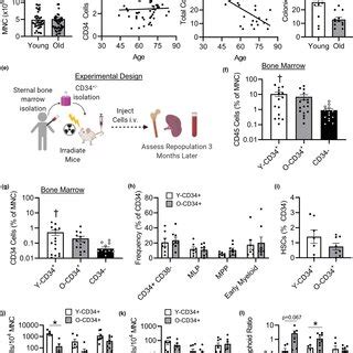 Old CD34 Cells Exhibit Reduced Colony Formation And Lower Lymphoid