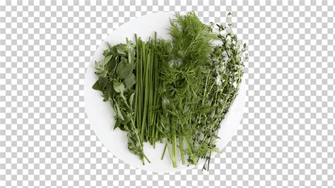 Hierba Cilantro Apio Hinojo Hierba Hidropon A Medicina Herbaria