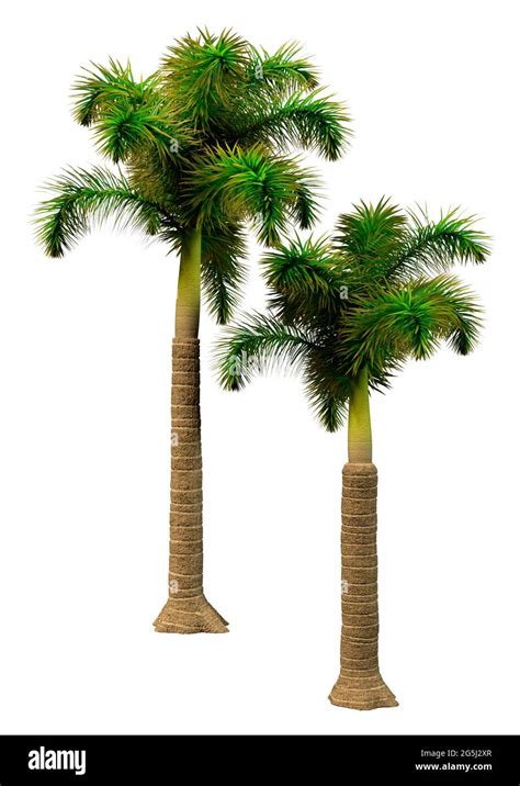 3D Rendering Of Foxtail Palm Trees Isolated On White Background Stock