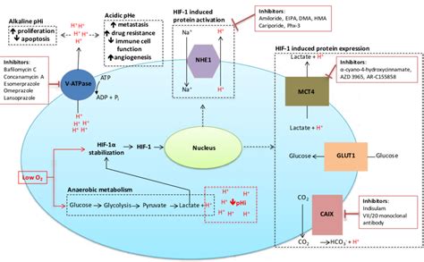 Inhibitors Targeted Against Ph Regulatory Molecules With The Cell