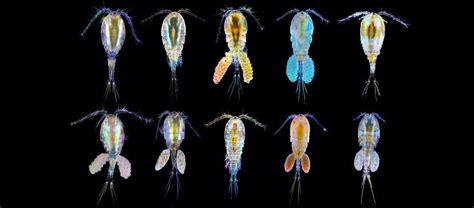 The Copious Copepods Critter Science