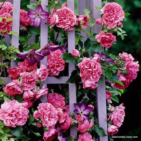 Rosarium Uetersen® - MiniRose