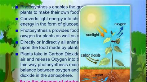 Photosynthesis Why Is It Important