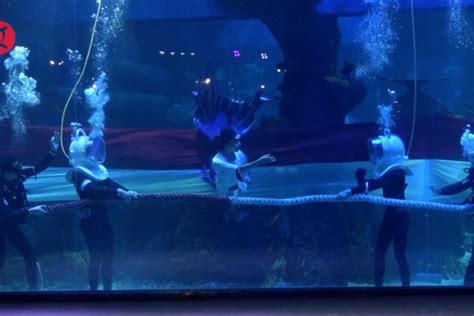 Atraksi Lomba Tarik Tambang Di Aquarium Meriahkan Hut Ri Antara News