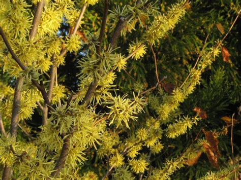 Hamamelis Virginiana ‘harvest Moon Tyler Arboretum